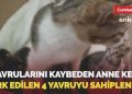 Bu imajlara yürek dayanmaz: Yavrularını kaybeden anne kedi terk edilen 4 yavruyu sahiplendi