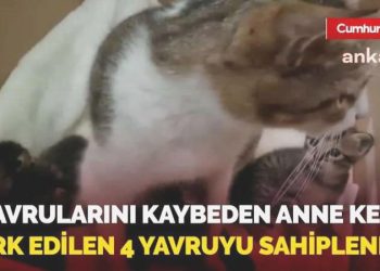 Bu imajlara yürek dayanmaz: Yavrularını kaybeden anne kedi terk edilen 4 yavruyu sahiplendi