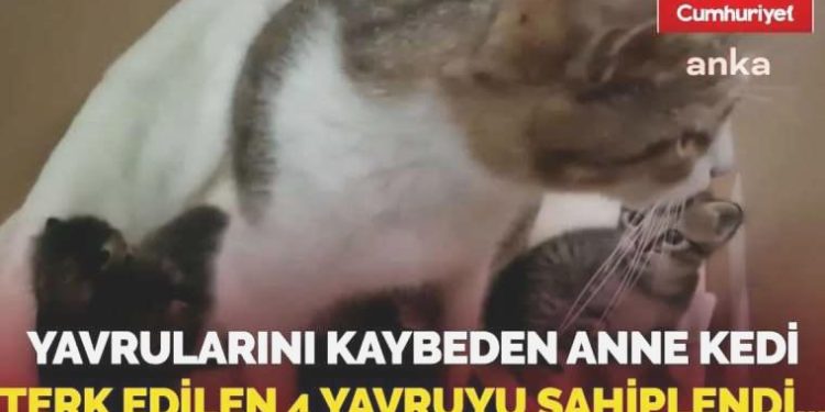 Bu imajlara yürek dayanmaz: Yavrularını kaybeden anne kedi terk edilen 4 yavruyu sahiplendi