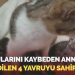 Bu imajlara yürek dayanmaz: Yavrularını kaybeden anne kedi terk edilen 4 yavruyu sahiplendi
