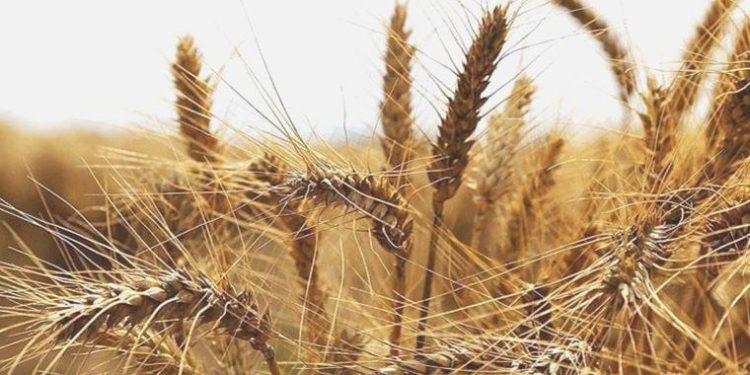 Buğday fiyatları çöken barajın tesiriyle fırladı