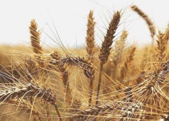 Buğday fiyatları çöken barajın tesirle fırladı