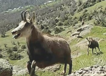 Çok az görülen ‘şamua’ların sayısı iki katına çıktı