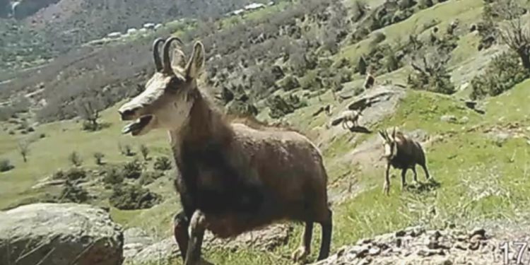 Çok az görülen ‘şamua’ların sayısı iki katına çıktı