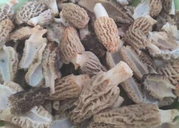 Çorum’da 19 kişi yedikleri mantardan zehirlendi