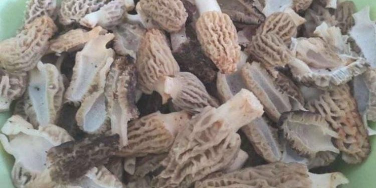 Çorum’da 19 kişi yedikleri mantardan zehirlendi