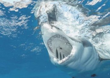 Denizde dehşet anları! Köpekbalığı saldırısına uğrayan Rus turist hayatını kaybetti