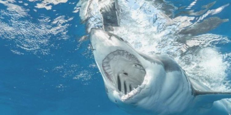 Denizde dehşet anları! Köpekbalığı saldırısına uğrayan Rus turist hayatını kaybetti