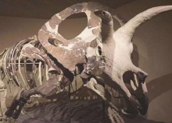 Dünyadaki en büyük dinozor kafatası sergileniyor