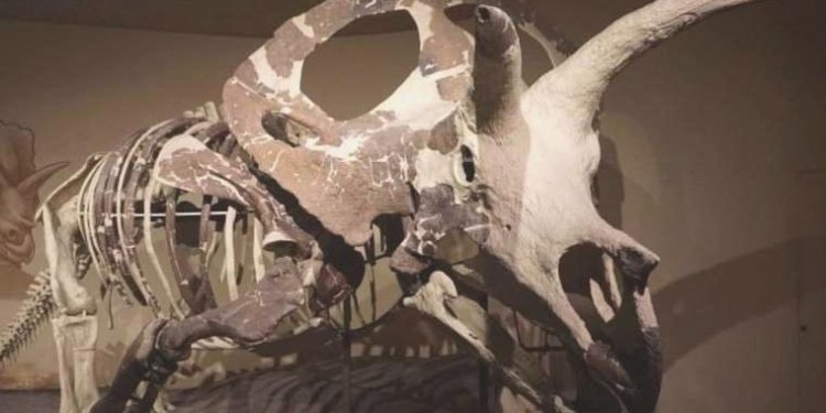 Dünyadaki en büyük dinozor kafatası sergileniyor