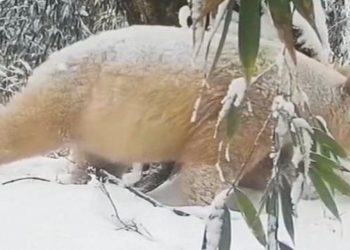 Dünyanın Tek Albino Pandası Görüntülendi