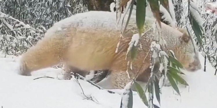 Dünyanın Tek Albino Pandası Görüntülendi