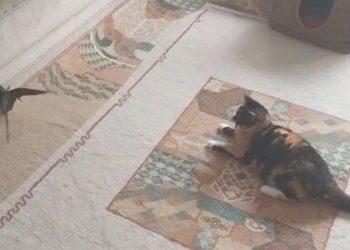 Ebabil ‘Cimcime’ ile kedi ‘Safiye’ 1 yıldır birebir meskende yaşıyor