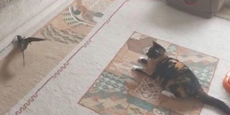 Ebabil ‘Cimcime’ ile kedi ‘Safiye’ 1 yıldır birebir meskende yaşıyor