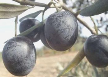 Gemlik zeytini, AB’den coğrafik işaret tescili aldı