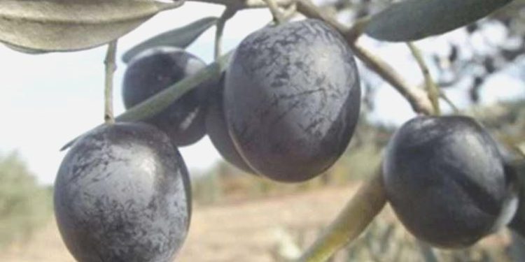 Gemlik zeytini, AB’den coğrafik işaret tescili aldı