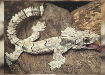 Gülümseyen Ve Uçan Kertenkele Keşfedildi