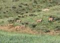 Hakkari’de, dağ keçileri sürü halinde görüntülendi