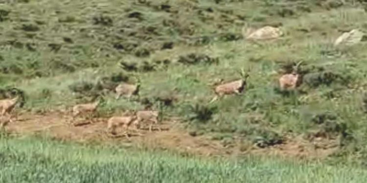 Hakkari’de, dağ keçileri sürü halinde görüntülendi