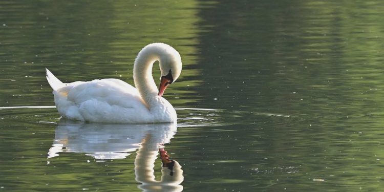 Halkın Sevgilisi Olan Kuğuyu Çalıp Yemişler… Polis Gözaltına Aldı