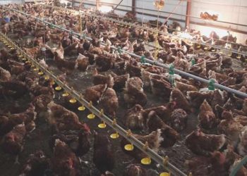 Hayvancılıkta alarm zilleri çalıyor: Hem tavuk eti hem süt üretimi azaldı!