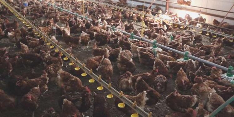 Hayvancılıkta alarm zilleri çalıyor: Hem tavuk eti hem süt üretimi azaldı!