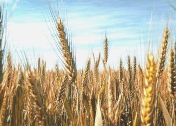 İktidarın açıkladığı buğday ve arpa alım fiyatları maliyetlerin altında: Çiftçiyi tarlaya küstürecekler