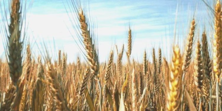 İktidarın açıkladığı buğday ve arpa alım fiyatları maliyetlerin altında: Çiftçiyi tarlaya küstürecekler