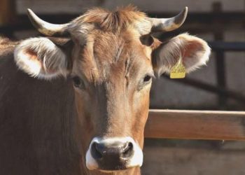 İneğe makus muamele yapanlara ceza: 15 gün hayvan pisliği temizleyecek