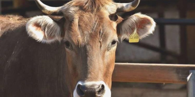 İneğe makus muamele yapanlara ceza: 15 gün hayvan pisliği temizleyecek