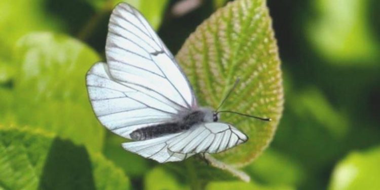 İngiltere’de 100 yıl evvel soyu tükendiği belirlenen kelebek çeşidi, tekrar ortaya çıktı