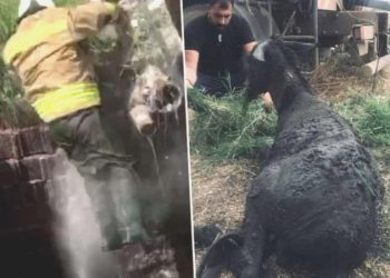 İtfaiye eri kurtarmaya çalıştığı eşekle birlikte fosseptik çukuruna düştü