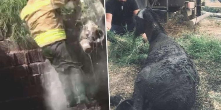 İtfaiye eri kurtarmaya çalıştığı eşekle birlikte fosseptik çukuruna düştü