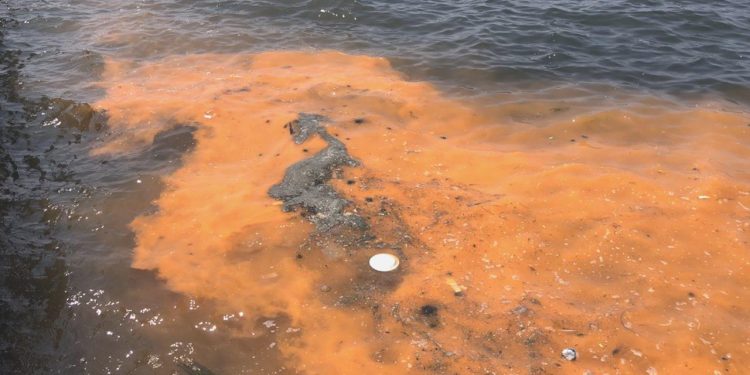 İzmir Körfezi için ‘kırmızı- turuncu renk’ uyarısı! Kâbusun ayak sesleri mi?