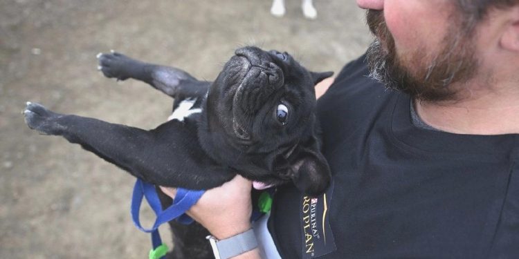 İzmir’de Köpeğini Alan Spora Koştu