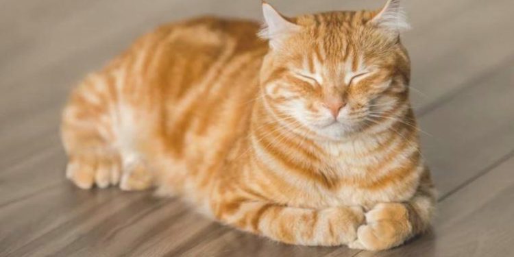 Kediler artık aşı ile kısırlaştırılabilirler