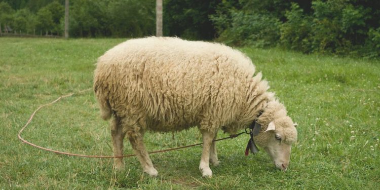 Kızılay Kurban Bedeline Dudak Uçuklatan Artırım Yaptı! Kızılay 2023 Kurban Bedeli Ne Kadar Oldu?