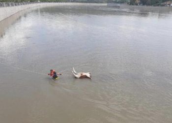 Kızılırmak ırmağına düşen büyükbaş hayvan öldü