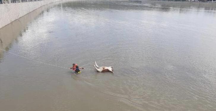 Kızılırmak ırmağına düşen büyükbaş hayvan öldü