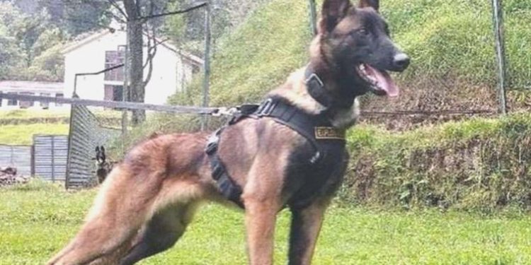 Kolombiya uçak kazası: Dört çocuğun Amazon’da bulunmasına yardım eden köpek Wilson kayıp