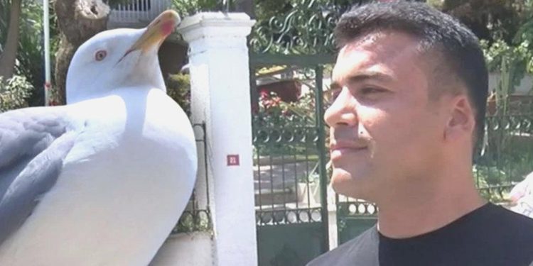 Kopan Kulağı Martı Kapmıştı: O Olayı Anlattı