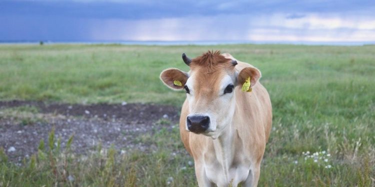 Kurban Bağışı Ne Kadar? Kızılay, Mehmetçik Vakfı, İKEV, Diyanet Vakfı Kurban Bağış Fiyatları – 2023 Kurban Bağış Fiyatları