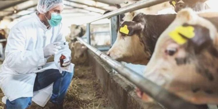 Kurban Bayramı öncesi şap alarmı… Trabzon’da kimi mahallelere giriş çıkış yasaklandı!