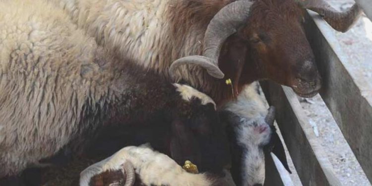 Kurban Bayramı Öncesi Uzmanlardan İkaz Geldi!