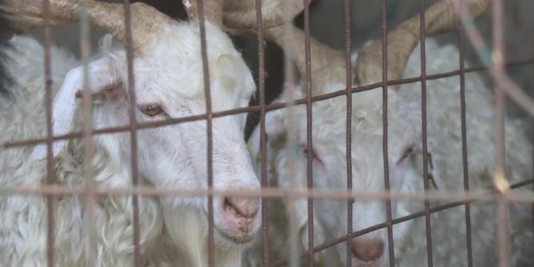 Kurban Bayramı tatili kaç gün, 9 gün oldu mu? Bayram ne vakit 2023, ayın kaçında, hangi gün?