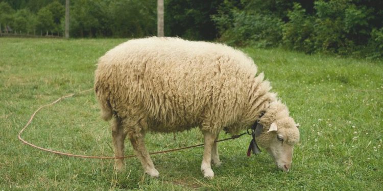 Kurban Pay Fiyatları 2023: Küçükbaş, Büyükbaş Vilayet İl Kurbanlık Fiyatları