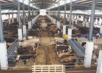 Kurban pazarlarında küçük ve büyükbaş hayvan fiyatları yüzde 150 arttı: Yurttaşa kurban da hayal