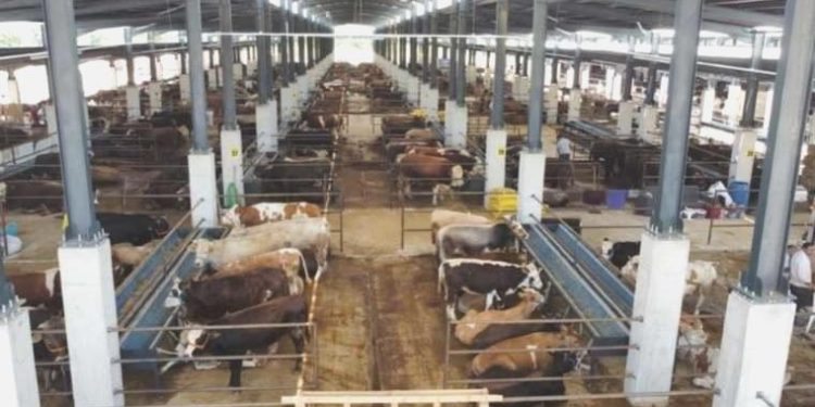 Kurban pazarlarında küçük ve büyükbaş hayvan fiyatları yüzde 150 arttı: Yurttaşa kurban da hayal