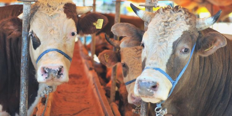 Kurbanlık fiyatları cep yakacak! Küçükbaş 7 bin TL, büyükbaş 84 bin TL’den başlıyor