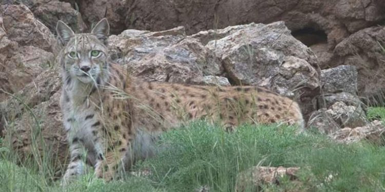 Kuşağı müdafaa altında olan ‘ormanın hayaleti’ vaşak fotokapanla görüntülendi